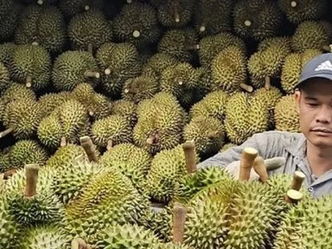 Xuất khẩu rau quả sang Hàn Quốc, Thái Lan tăng mạnh