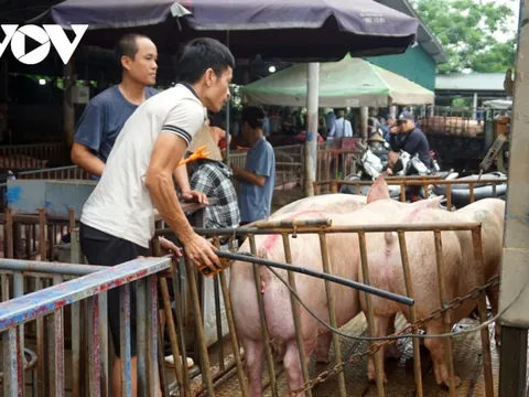 Giá lợn hơi được dự báo sẽ tăng trong dịp nghỉ lễ 30/4 - 1/5