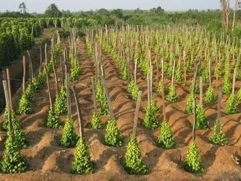 Hàn Quốc bất ngờ săn lùng hàng nghìn tấn 'vàng trên cây' của Việt Nam: tăng nhập khẩu hơn 300%, giá trong nước liên tục leo thang