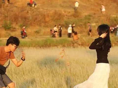 Đồng cỏ lau ở ngoại ô TPHCM đẹp như tranh khiến giới trẻ mê mẩn