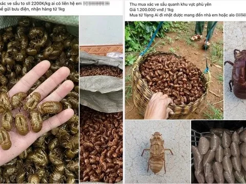 Thương lái bất ngờ thu mua xác ve sầu giá hơn 2 triệu đồng/kg