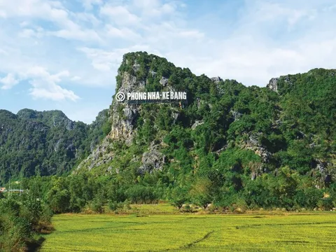 Bán "vàng từ rừng", Quảng Bình thu hơn 80 tỷ đồng, có chủ rừng được chia đến 20 tỷ