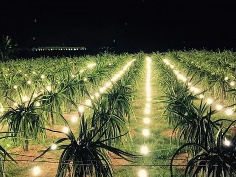 Loại quả từng là "kiếp nạn" của nông dân, phải kêu gọi giải cứu, giờ lãi 50%, thương lái tranh nhau mua