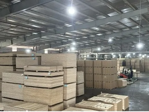 Hàng loạt doanh nghiệp xuất khẩu gỗ dán nguy cơ đóng cửa