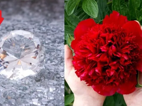 Chuyện chưa từng có: Quốc gia láng giềng của Việt Nam chế tạo ra thứ đắt hơn vàng từ… hoa