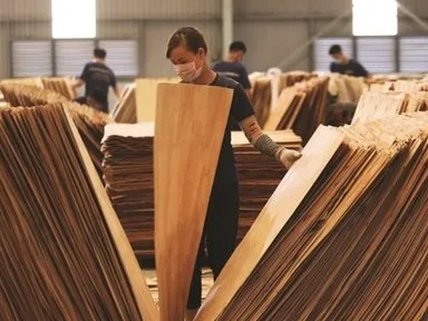 Hàng trăm doanh nghiệp gỗ dán đứng trước nguy cơ phải đóng cửa