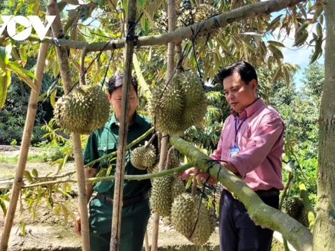 Trái sầu riêng giá ổn định ở mức cao, nhà vườn phấn khởi