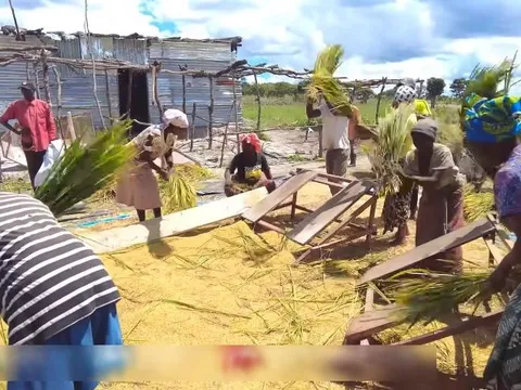 Công nghệ đập lúa "made in Vietnam" gây kinh ngạc ở Angola, chủ trang trại Việt ra quyết định mạo hiểm