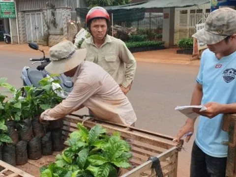 Cây giống cà phê “cháy” chợ chưa từng có