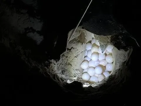 Phát hiện rùa xanh từ Malaysia đến Côn Đảo đẻ 108 trứng