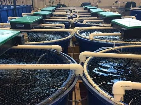 Kho báu dưới nước đưa Việt Nam trở thành ‘ông trùm’ đứng thứ 2 thế giới: Mỹ, châu Âu, Nhật Bản đều mạnh tay săn lùng, bỏ túi gần 700 triệu USD trong quý 1