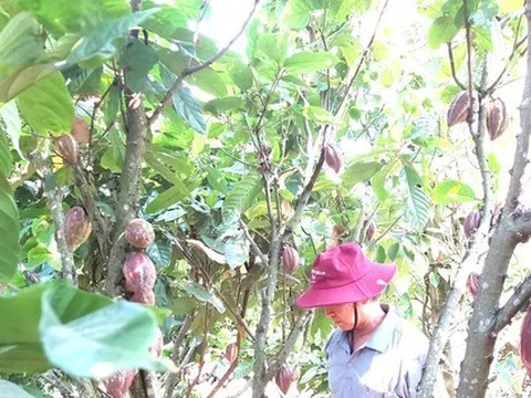 'Đột nhập' vườn ca cao trĩu quả đang vào vụ thu hoạch