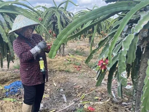 Thanh long nghịch vụ tăng giá