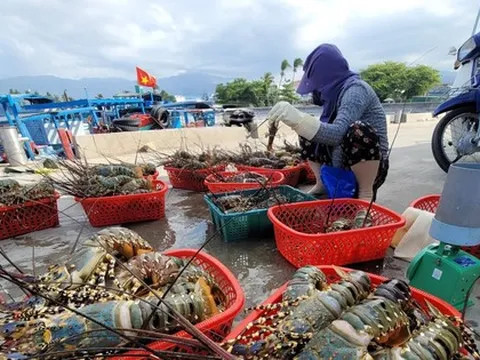 Công bố nguyên nhân tôm hùm chết diện rộng