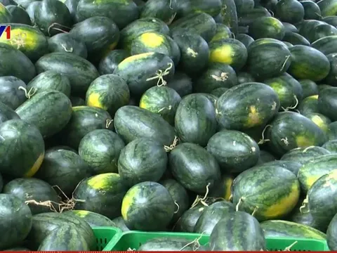 Dưa hấu xuất khẩu sang Trung Quốc phải có nguồn gốc xuất xứ