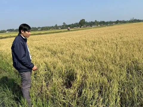 Đắk Lắk: Hàng trăm héc-ta lúa bị thiệt hại nặng nề sau trận mưa đá