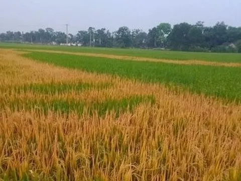 Ruộng lúa đang trổ bông bỗng chết cháy, nghi bị phá hoại