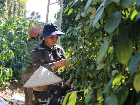 Xuất khẩu hồ tiêu sang thị trường Trung Quốc "chờ sức bật"