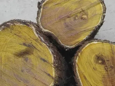 Lan đột biến không là gì, đây là loại cây có giá 9.000 tỷ đồng: Thân gỗ tỏa sáng như vàng ròng nhưng vì sao cho giống cũng không ai dám trồng?