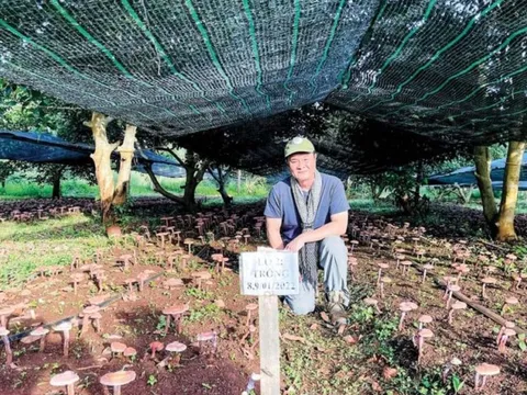 Thu lợi từ rừng và bài toán phát triển kinh tế từ tín chỉ carbon