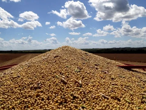 Brazil, Mỹ là 'ông trùm' nhưng Campuchia mới đang là 'bạn hàng' tiềm năng ở mặt hàng này: Việt Nam tăng nhập gần 3.000%, mua bao nhiêu cũng không đủ