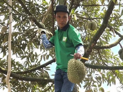 Sầu riêng rớt giá, nhà vườn lên mạng tìm người mua