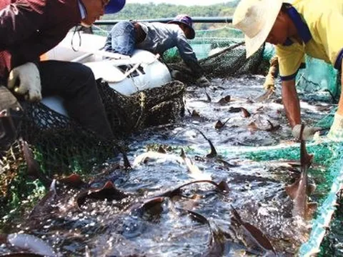 Kho báu ngoài khơi của Việt Nam được 2/3 thế giới săn đón: Thu hơn 400 triệu USD trong quý 1, Mỹ, Trung Quốc chốt đơn nhiều nhất