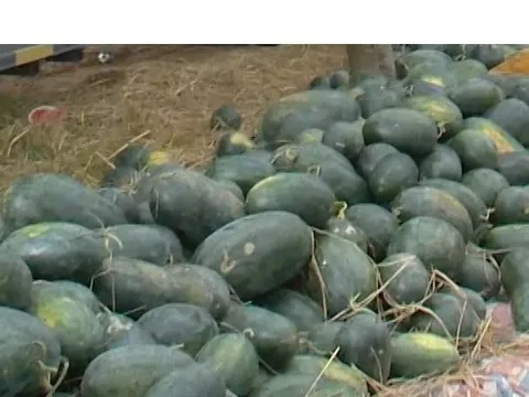 Nông dân phấn khởi vì dưa hấu vụ Đông Xuân được giá
