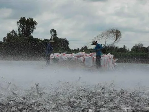 Giảm thuế một số mặt hàng sản xuất thức ăn chăn nuôi