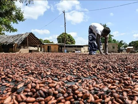 Giá ca cao thế giới giảm 25% so với mức đỉnh