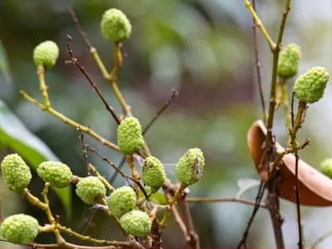 Mùa vải buồn ở Bắc Giang, mất nghìn tỷ đồng vì cây ‘chột’ hoa