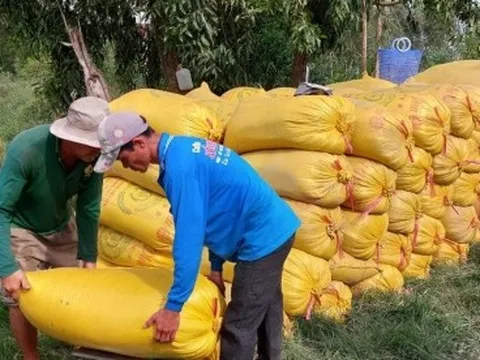 Thương lái đóng vai trò nhất định trong chuỗi sản xuất nông nghiệp ĐBSCL