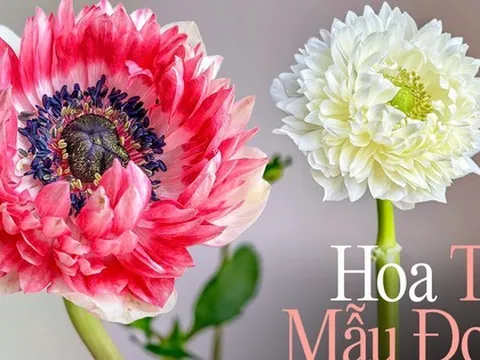 Hội chị em "phát sốt" với loài hoa mang vẻ đẹp ngọt như kẹo, lại có tác dụng chữa bệnh