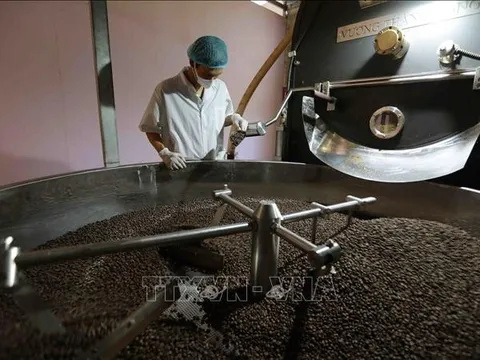 Cà phê 'ngóng trông' tín hiệu mùa vụ