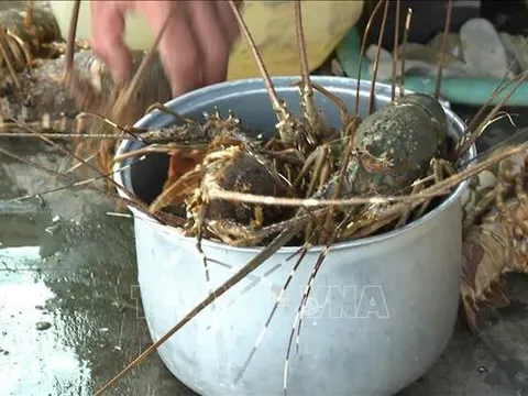 Bước đầu xác định tác nhân khiến tôm hùm bông chết bất thường ở huyện Vạn Ninh