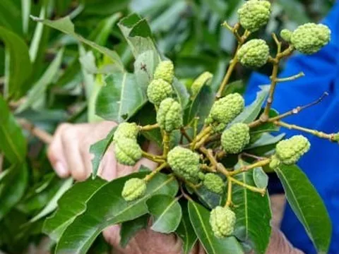 Vải thiều mất mùa, doanh nghiệp giảm sản lượng xuất khẩu