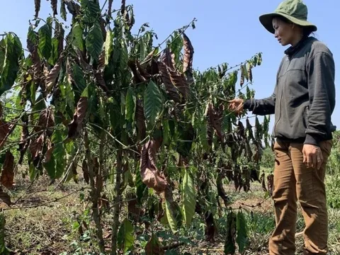 Đắk Nông: Hơn 11.000ha cây trồng giảm năng suất do hạn hán, thiếu nước