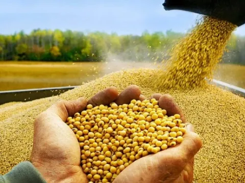 Tin vui giá đậu tương chạm mức cao nhất 3 tuần