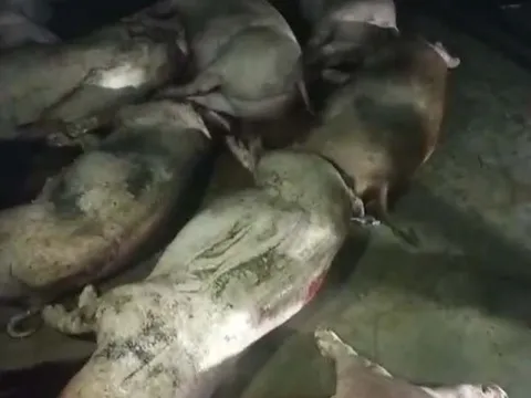 Nghệ An: Xót xa đàn lợn sắp xuất chuồng bị điện giật chết trong đêm