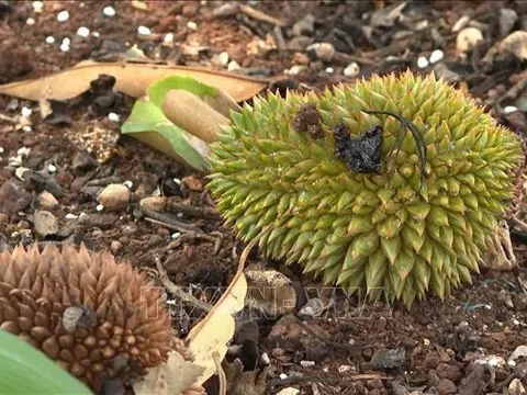 Sầu riêng Bình Phước chết hàng loạt chưa rõ nguyên nhân