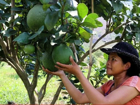 Điều kiện để bưởi Việt Nam được xuất khẩu vào Australia