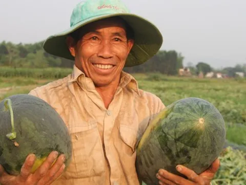 Dưa hấu được mùa được giá, nông dân Quảng Nam "trúng lớn"