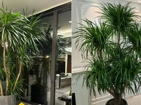 Loài cây nhà giàu mê mẩn: Tên gọi "bá đạo", sống được trăm năm, cải thiện phong thủy và tài vận cho gia chủ