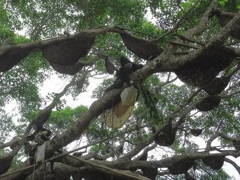 Hốt bạc từ 'cây ong mật' kỳ lạ ở Điện Biên cho hàng tấn mật ong thượng hạng
