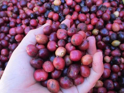 Cà phê đang “rớt giá khủng khiếp”