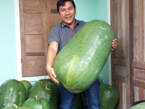 Vùng đất kỳ lạ có loại bí đao "đột biến", mỗi trái nặng 60kg, chủ phải mắc võng cho nằm