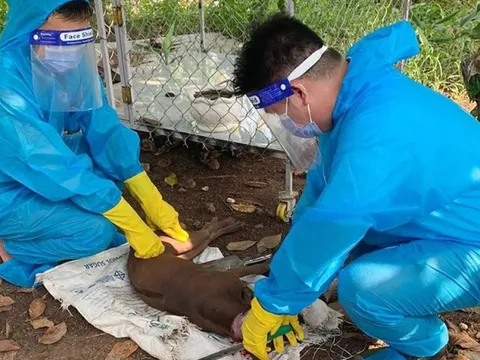 Bình Phước: Xử lý con chó dại cắn nhiều người dân