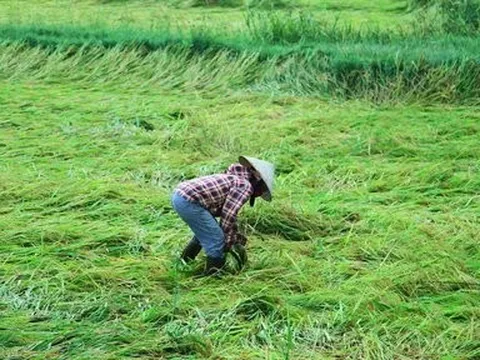 Nông dân buồn bã vì hàng nghìn ha lúa bị gãy đổ