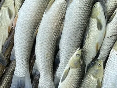 Vụ cá nuôi trên sông Mã chết bất thường: Đã có kết quả xét nghiệm