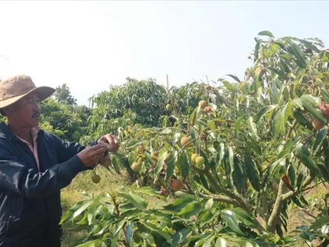 Giá vải thiều tăng gấp đôi nhưng nông dân buồn thiu